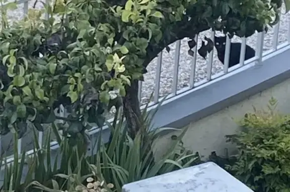 Chat noir trouvé, gentil, cherche famille - photo