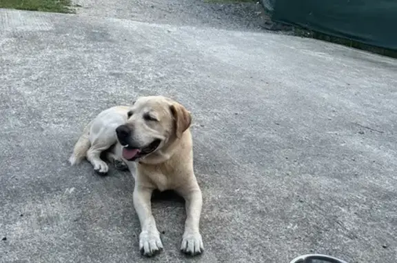 Labrador crème âgé trouvé à Ahetze - photo
