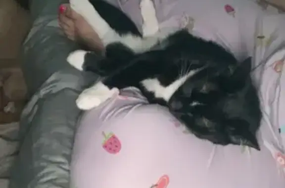 Lost and found pets , photo: Missing Tuxedo Cat: Calm Male on N Main St
