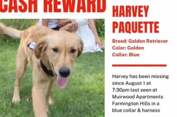 Missing: 7-Month Male Golden Retriever