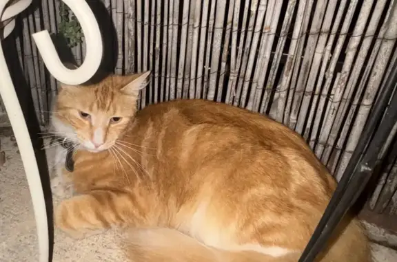 Found: Long-Haired Orange Cat on Broadway