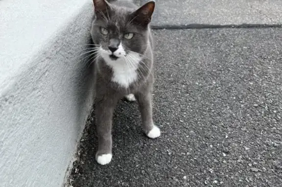 Found: Grey Tuxedo Cat with Green Eyes