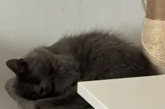 Chat trouvé Impasse du 11 Nov à Sept-Saulx - photo