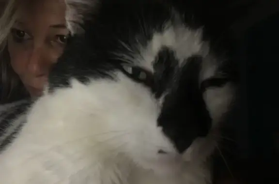 Chat perdu, Novalaise, photo: Chat Européen noir et blanc perdu à Novalaise