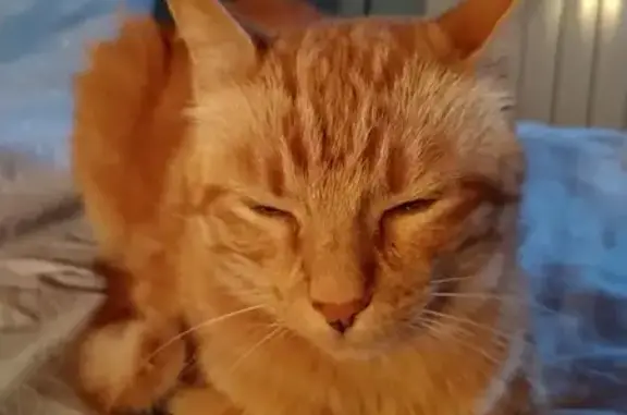 Animaux perdus , photo: Chat perdu à Augea, secteur Bois-Laurent