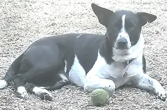 Missing Black & White Border Collie in Benoni