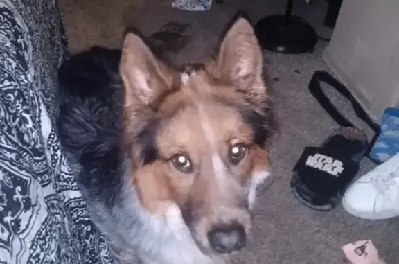 Lost Australian Shepherd - 1.5 Years Old, San Diego