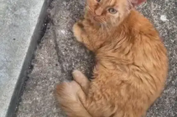 Chat trouvé Saintes, photo: Chat trouvé avec tache blanche près du cou