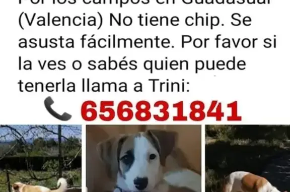 Perros perdidos, , foto: Perro Perdido: Nala, Podenco Blanco con Manchas