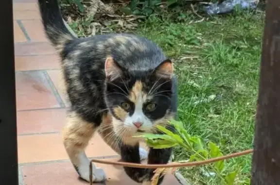 Chat perdu, , photo: Chatonne tricolore perdue à Saint-Jean-de-Monts