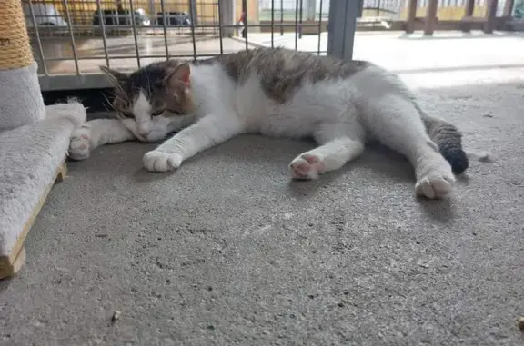Chat tigré et blanc perdu à Valgelon-La Rochette - photo