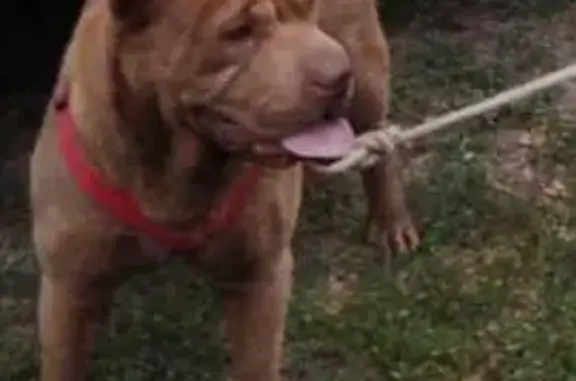 Shar Pei marron perdu à Jargeau, nommé Rasta - photo