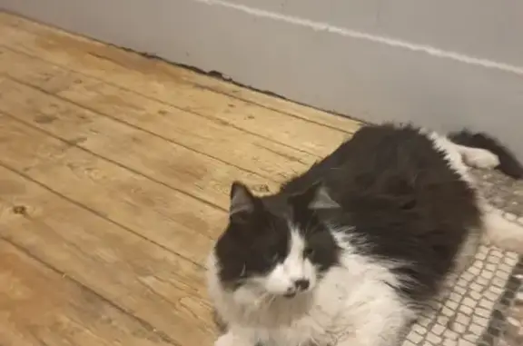Chatte noire et blanche trouvée Rue Caraman - photo