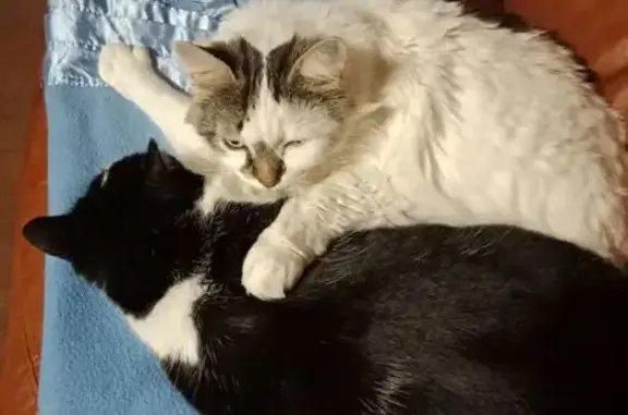 Chat perdu, Vic-en-Bigorre, photo: Chat blanc disparu à Vic-en-Bigorre