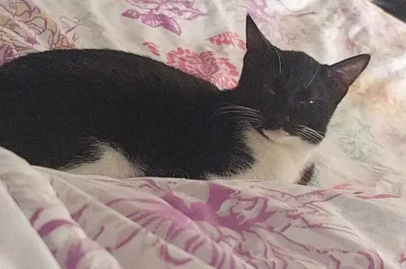 Missing Tuxedo Cat - Needs Meds - Poplar St