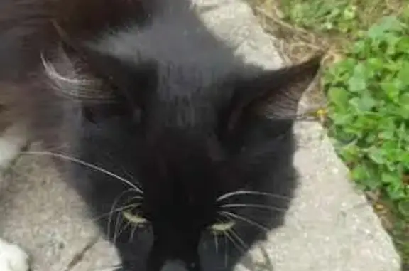 Chatte câline trouvée rue Jules Verne, Muzillac - photo