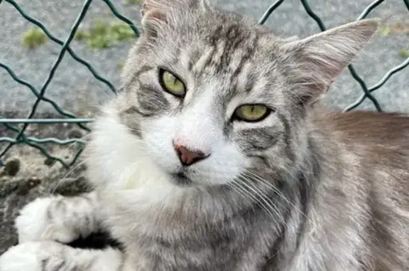 Chat gris/blanc trouvé Rue de l'Arquette, Caen - photo