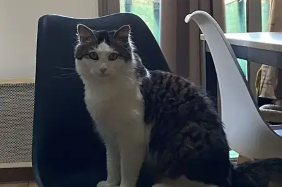 Chat tigré et blanc perdu à Fontenay-le-Fleury - photo