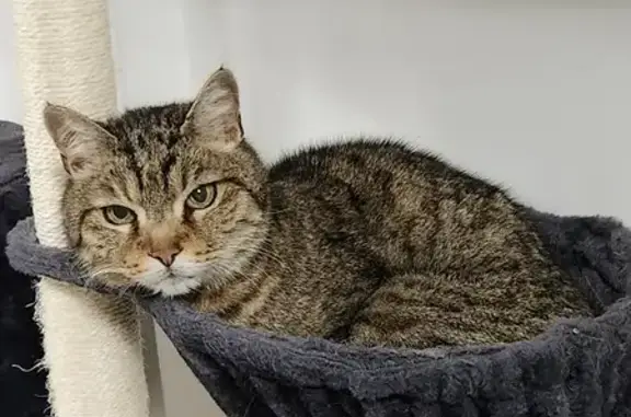 Chat perdu, La Buisse, photo: Chat tigré 17 ans perdu à La Buisse