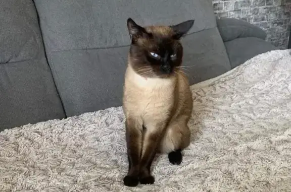 Animaux perdus Verneuil-sur-Vienne, photo: Chat Siamois perdu à Verneuil-sur-Vienne