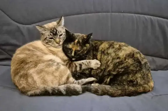 Chatte écaille de tortue perdue à Villeneuve - photo