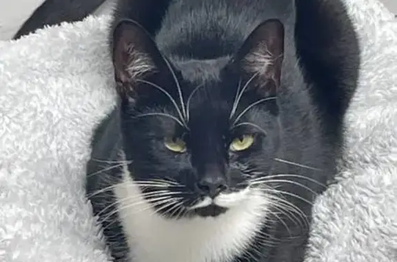 Lost Cat on London Road, 59 - Help Needed!