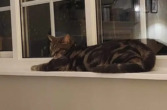 Missing Tabby Cat: Clarence Rd, Birmingham