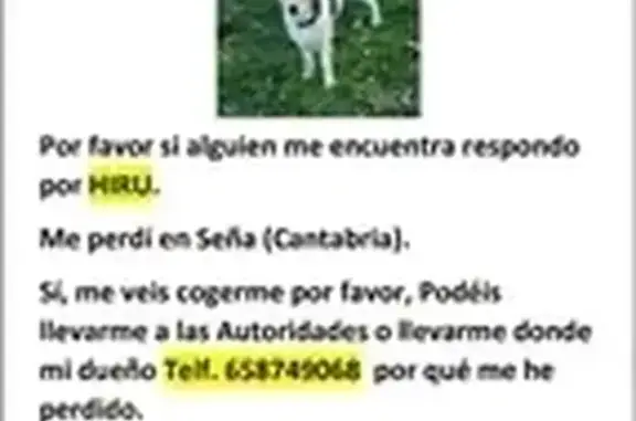 Animales perdidos , foto: Perro Perdido: Hiru, Blanco y Marrón en Limpias