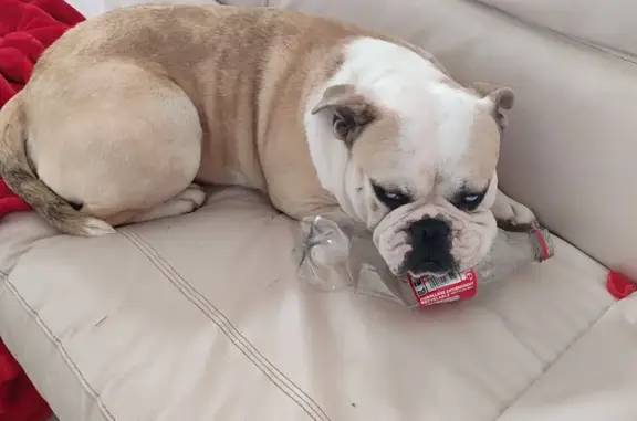 Animaux perdus , photo: Chiens Falcor et Naya disparus à Treignat