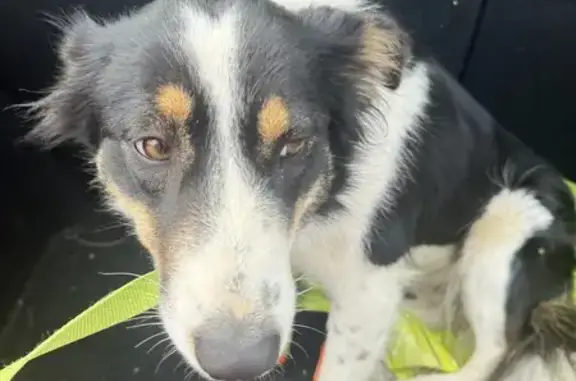 Chien trouvé à Fonsorbes, contactez-nous - photo