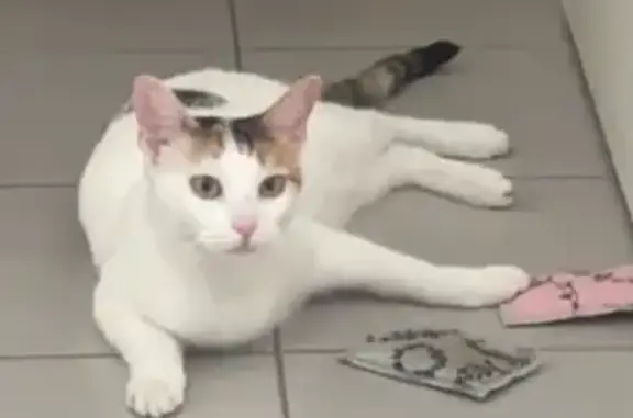 Chat perdu, , photo: Chatte douce et craintive perdue à Saint-Maurice