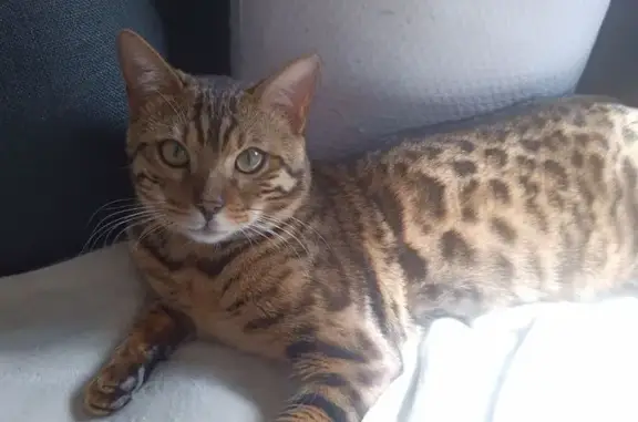 Animaux perdus Toulon, photo: Chat Bengal Perdu à Toulon, Récompense 100€