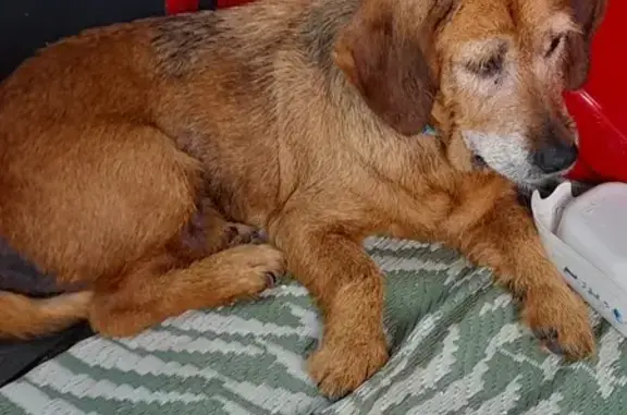 Chienne marron trouvée sans collier à Saint-Derrien - photo