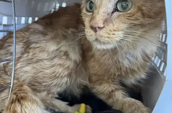 Chat trouvé Rue Régine Cavagnoud, Roquettes - photo
