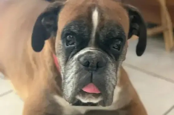 Chien boxer âgé trouvé à Vouillé - photo