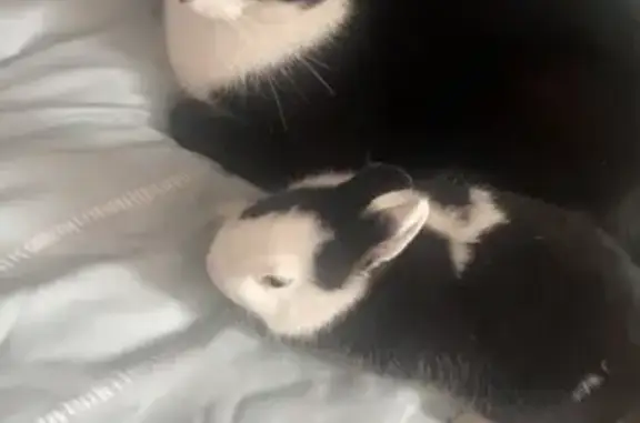 Chat noir et blanc perdu à Guéret - photo