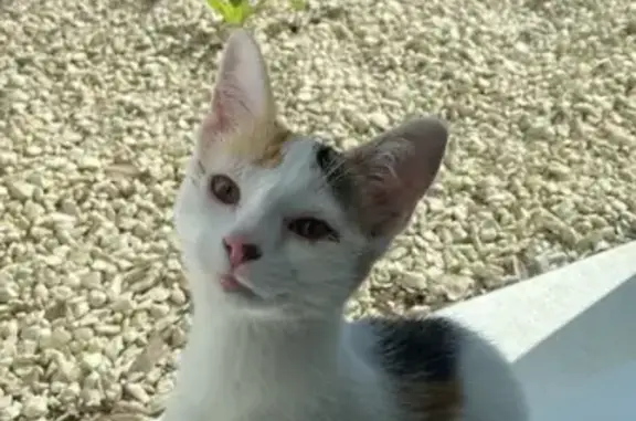 Petite chatte trouvée à Saint-Gilles-Croix - photo