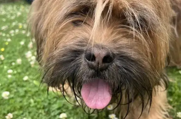 Chien mâle au collier bleu trouvé à Naves - photo