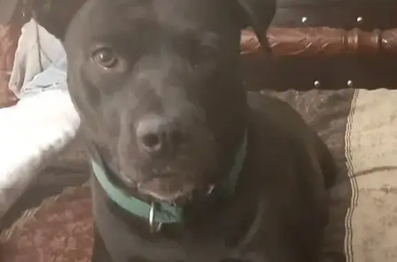 Missing Black Lab-Pit Mix: Zella in Fairview