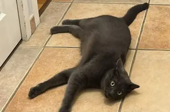 Animaux perdus Écully, photo: Chat gris mâle perdu à Écully