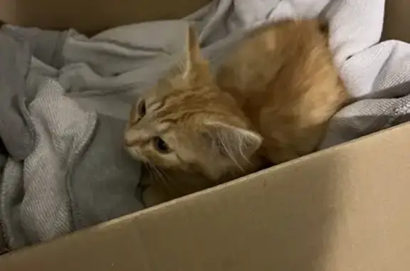 Chaton roux trouvé le 4 août à Cangey - photo