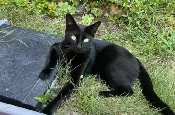 Animaux perdus Saint-Pierre-des-Corps, photo: Chat perdu Rue de la Tonnelle, 36