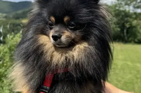 Chien trouvé , photo: Chien trouvé près du plan d'eau d'Yzeron
