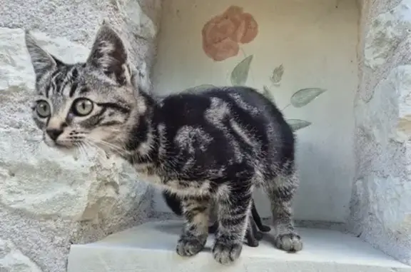 Animaux perdus , photo: Chaton tigré perdu, 5 mois, Rue des Nauds