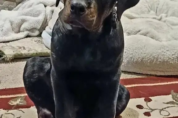 Lost Black Rottweiler, Male, 120lbs - Mount Hope