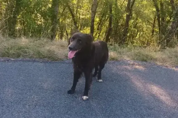 Chien noir errant trouvé à Calès D673 - photo