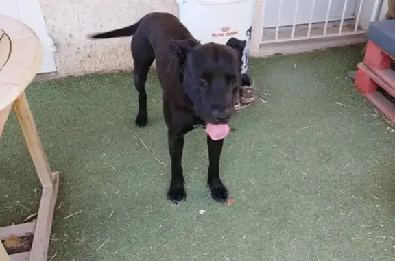 Chien noir mâle trouvé à Cavaillon - photo