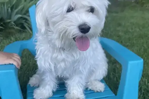 Lost White Maltese on Beechview Ln, Indy