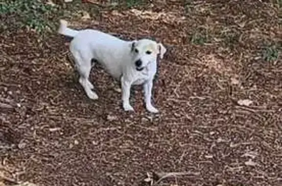 Chien trouvé à Villa Beauvoir, Houlgate - photo