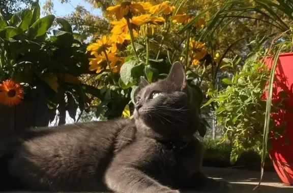 Missing Russian Blue Cat on Sego Lily Dr